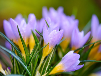 Оценка безопасности и краткосрочной эквивалентности экстракта безвременника в сравнении с преднизолоном у пожилых пациентов с острым артритом, вызванным кристаллами пирофосфата кальция (COLCHICORT): открытое многоцентровое рандомизированное исследование