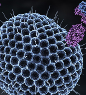 Инфекция, вызываемая вирусом Эпштейна-Барр, как потенциальный индикатор возникновения и проявления системной красной волчанки